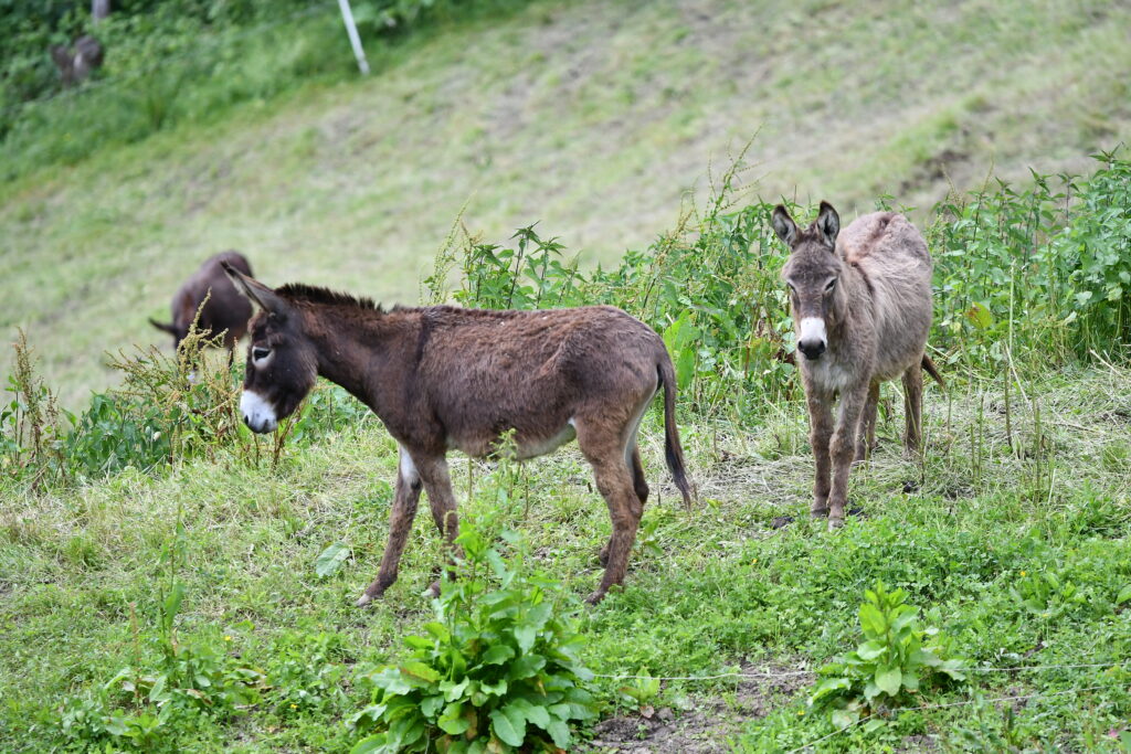 Agriturismo Grabbia gli asinelli